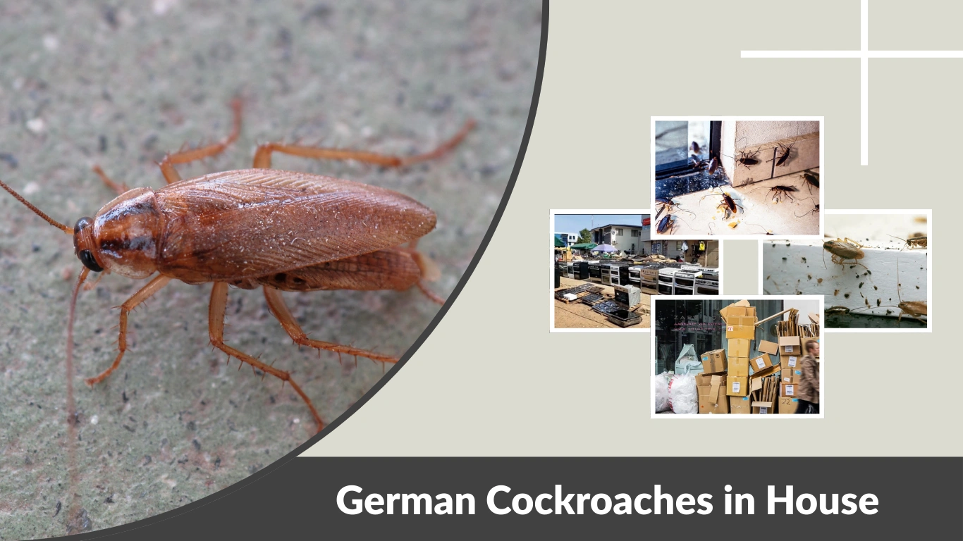 German Cockroaches in House: Causes, Signs & What You Should Do