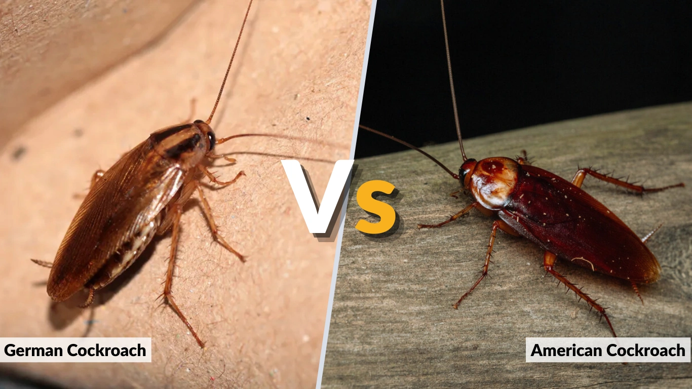 German vs American Cockroach: Key Differences Explained