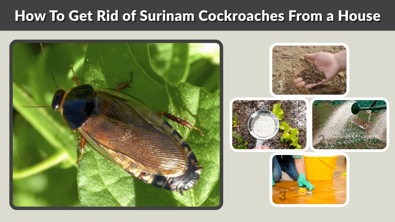 How To Get Rid of Surinam Cockroaches From a House: Step-by-Step Guide