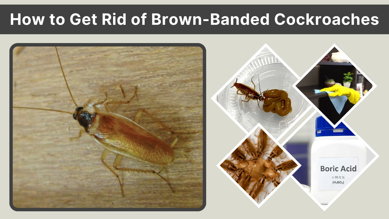 How to Get Rid of Brown-Banded Cockroaches: Complete Removal Guide