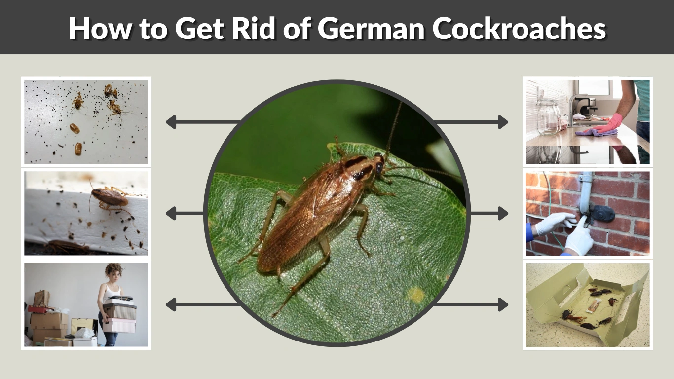How to Get Rid of German Cockroaches: Step-by-Step Guide