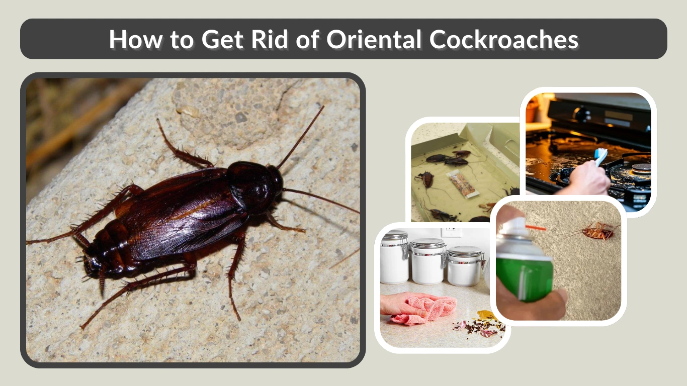 How to Get Rid of Oriental Cockroaches: Step-by-Step Guide