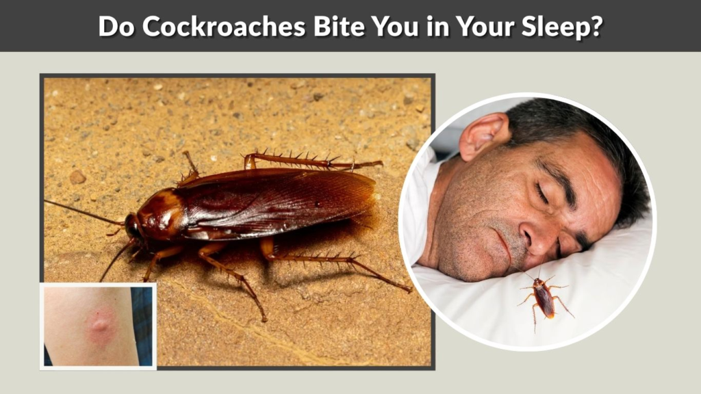 Do Cockroaches Bite You in Your Sleep?