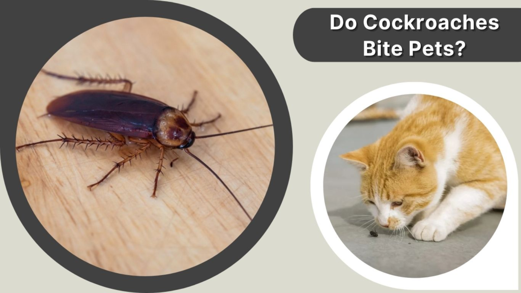 Do Cockroaches Bite Pets?