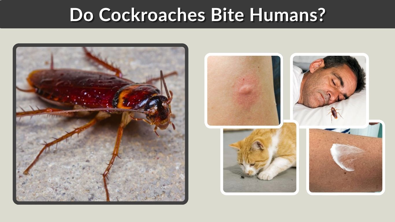 Do Cockroaches Bite Humans? Signs, Symptoms, and Treatment