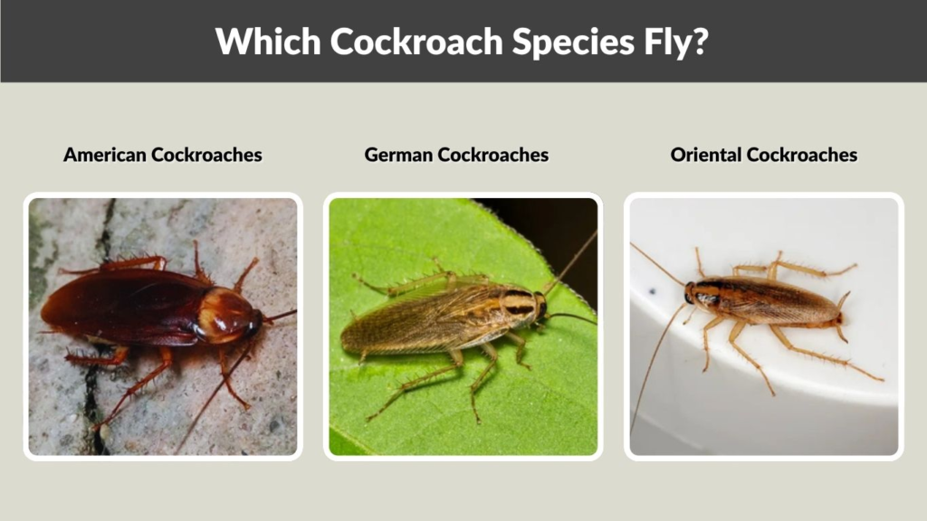 Which Cockroach Species Fly?