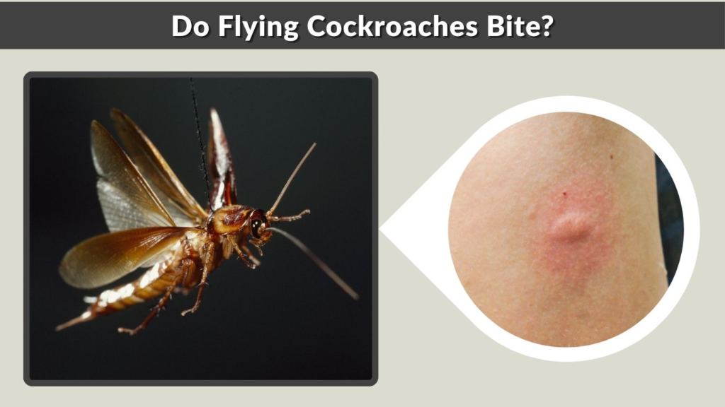 Do Flying Cockroaches Bite?