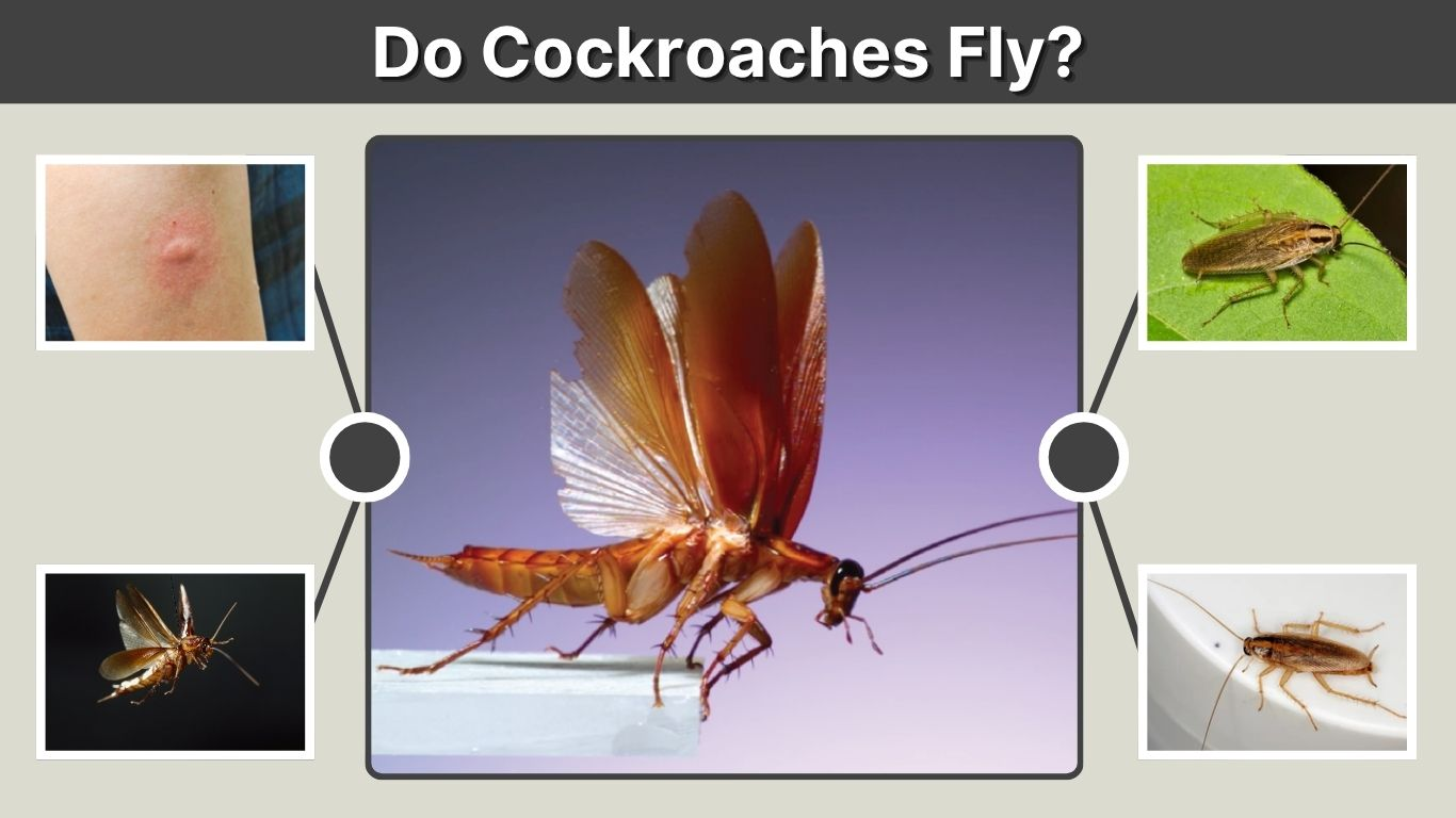Do Cockroaches Fly? Facts About Flying Roaches