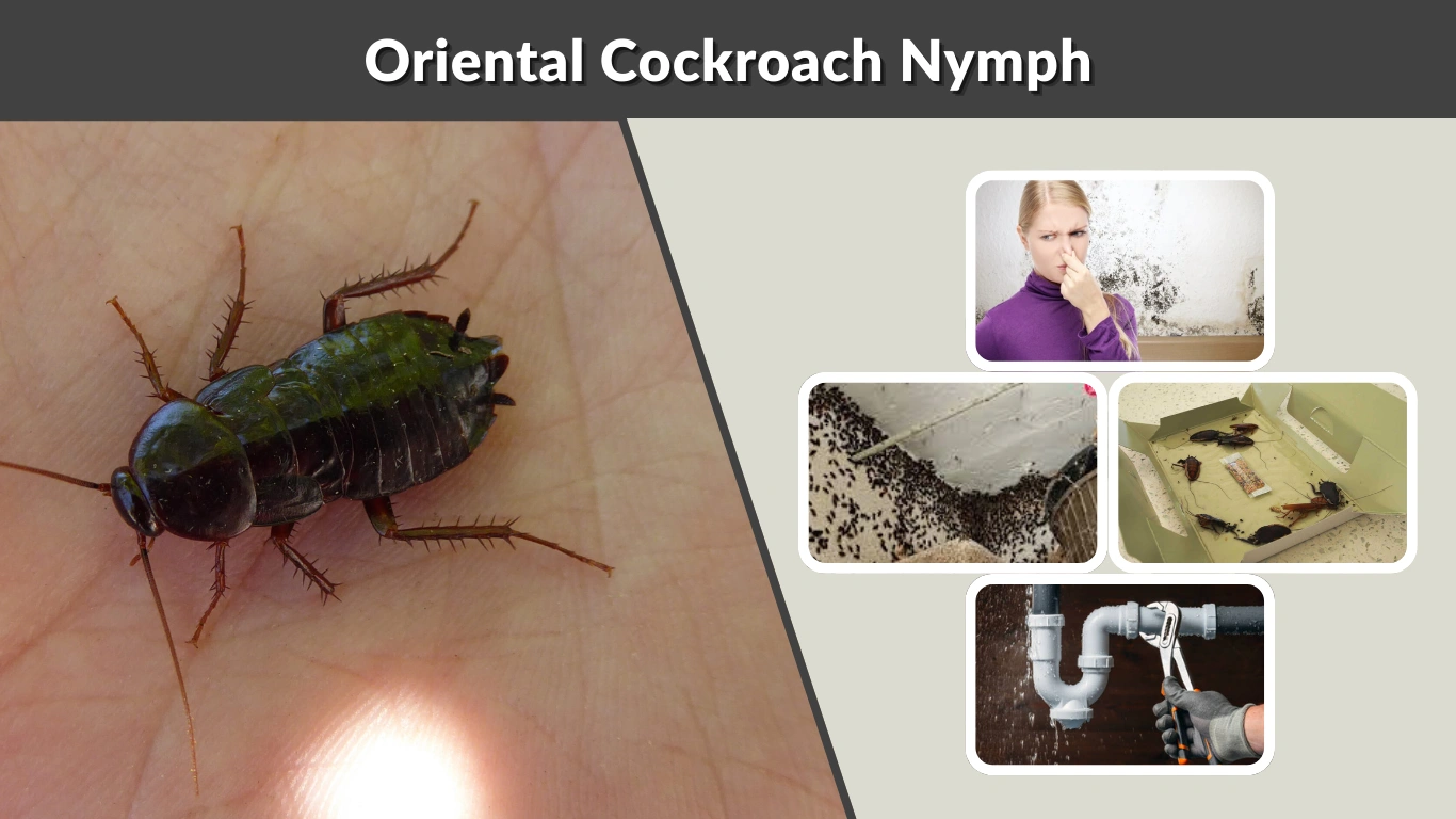 Oriental Cockroach Nymph: Identification, Risks, and Control