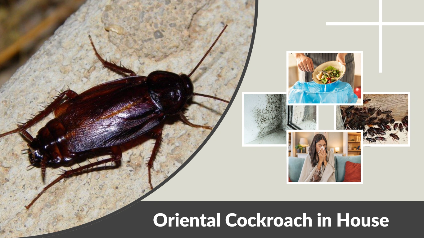 Oriental Cockroach in House: What Should You Do?