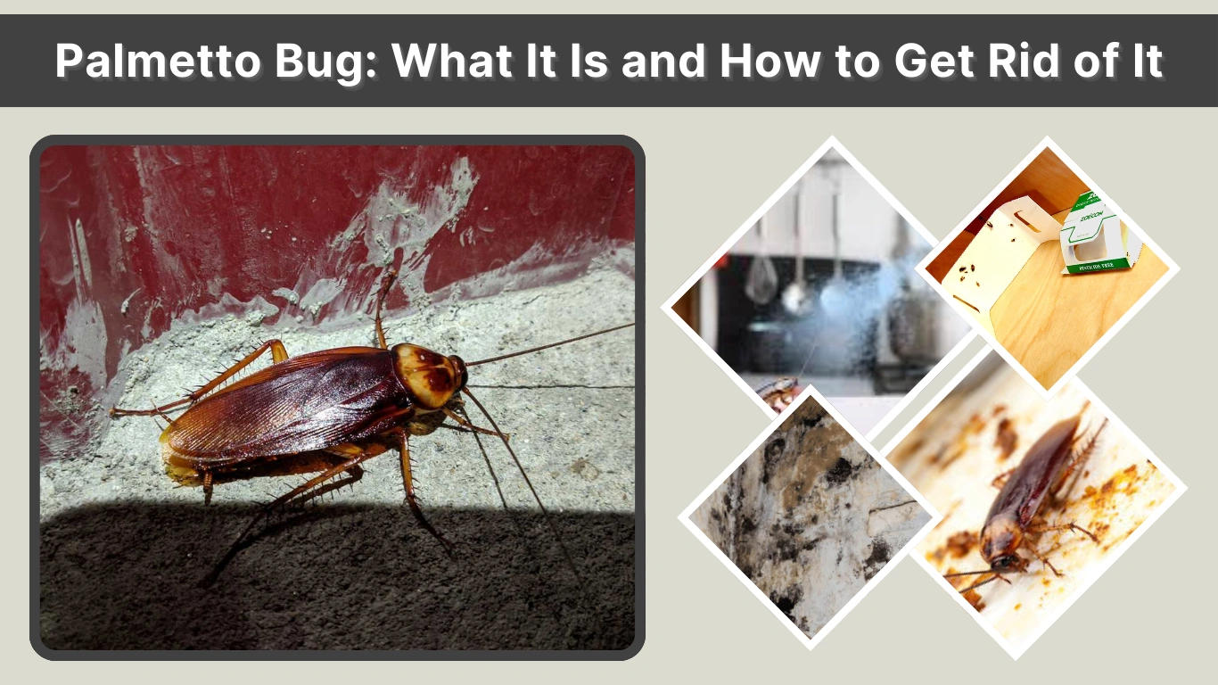 Palmetto Bug: What It Is and How to Get Rid of It