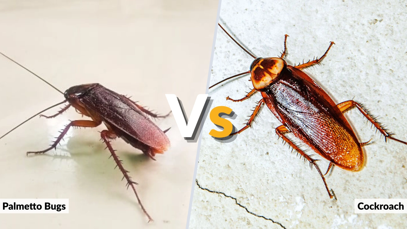 Palmetto Bugs vs Cockroach: What’s the Difference?