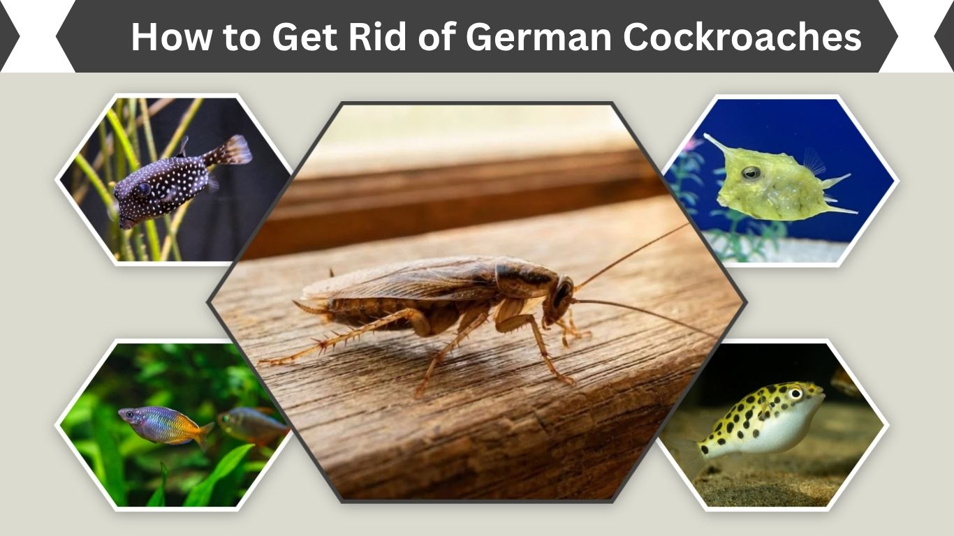 How to Get Rid of German Cockroaches: Effective Home Solutions