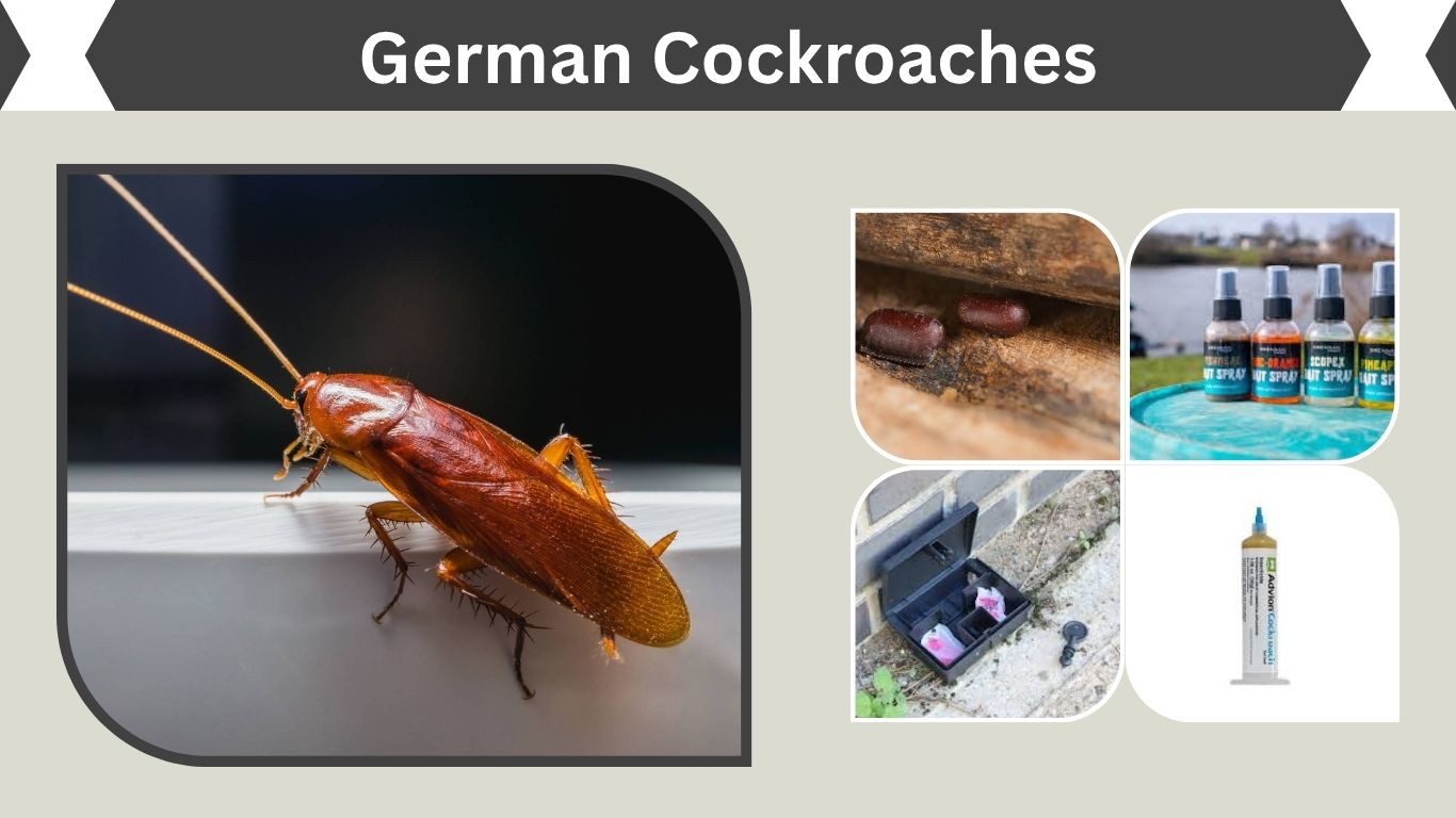 German Cockroaches: Identification, Life Cycle and Effective Control