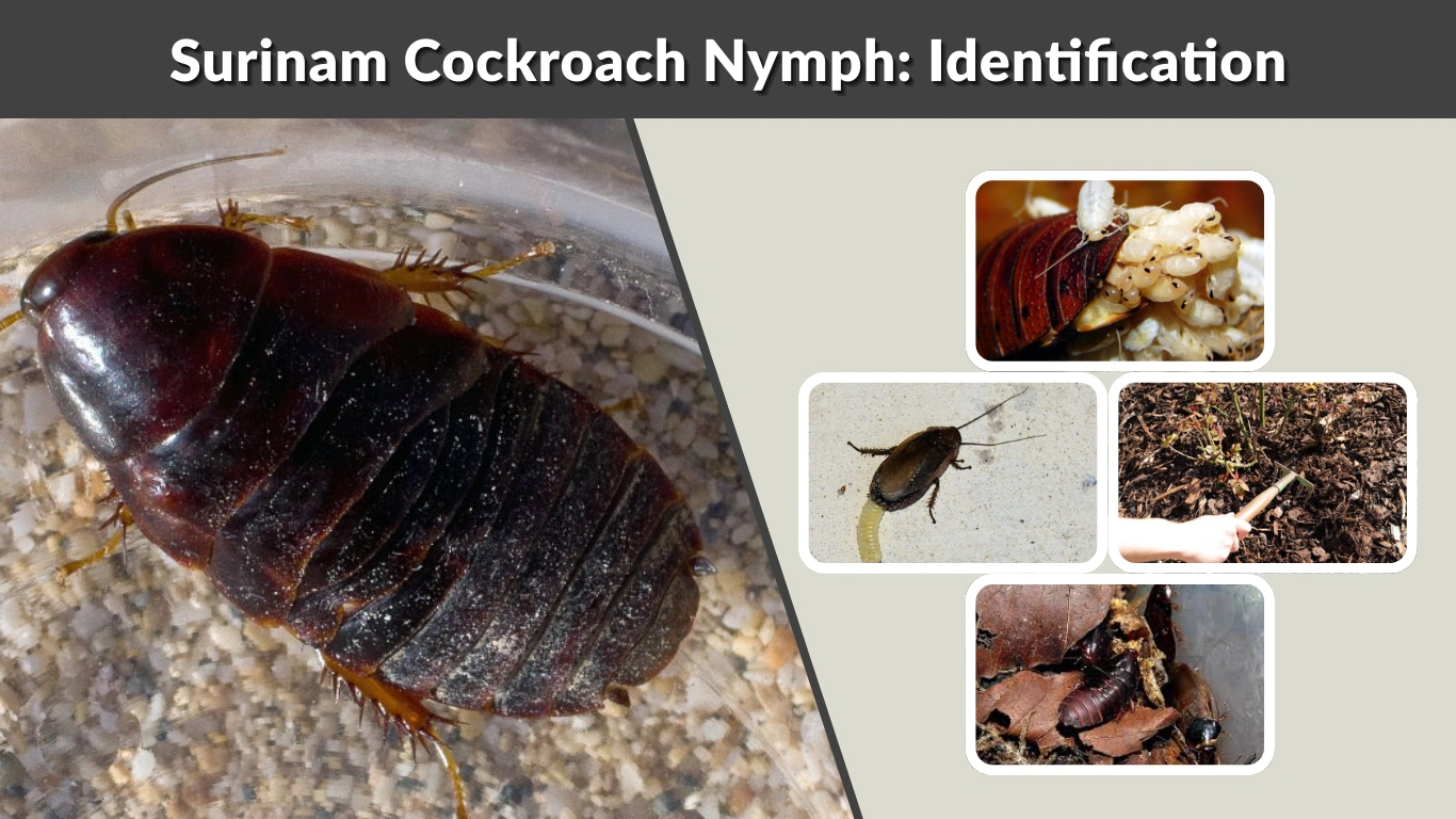 Surinam Cockroach Nymph: Identification, Behavior, and Control
