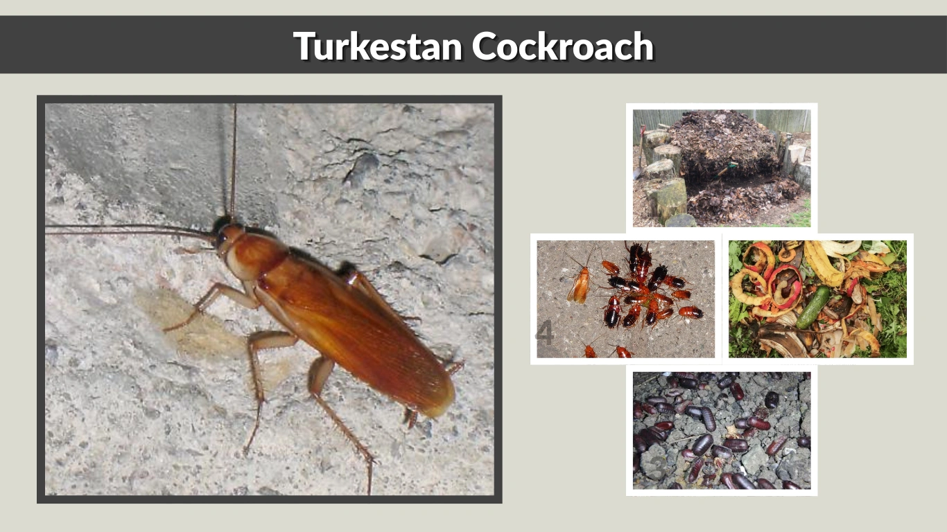 Turkestan Cockroach: Size, Color, Habitat, Behavior, and Lifecycle