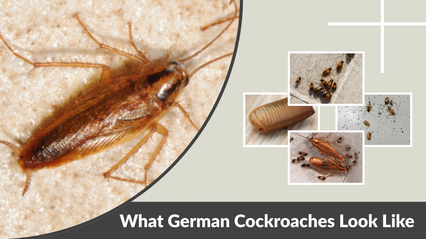 What German Cockroaches Look Like: Adults, Babies & Eggs