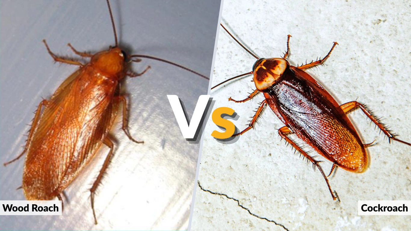 Wood Roach vs Cockroach: Key Differences