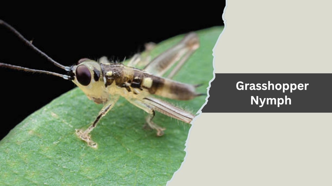 14 Types of Tiny Jumping Insects : Identification with Pictures