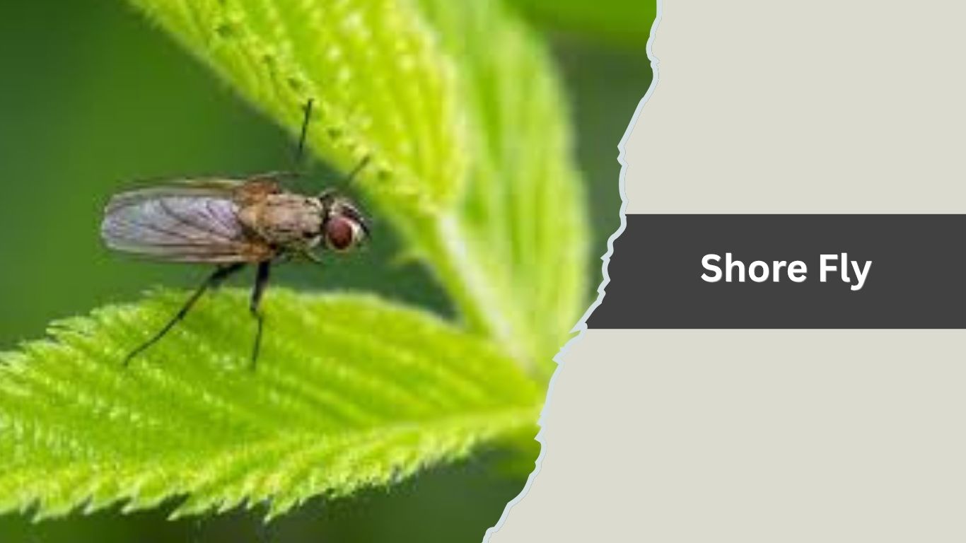 14 Types of Tiny Jumping Insects : Identification with Pictures