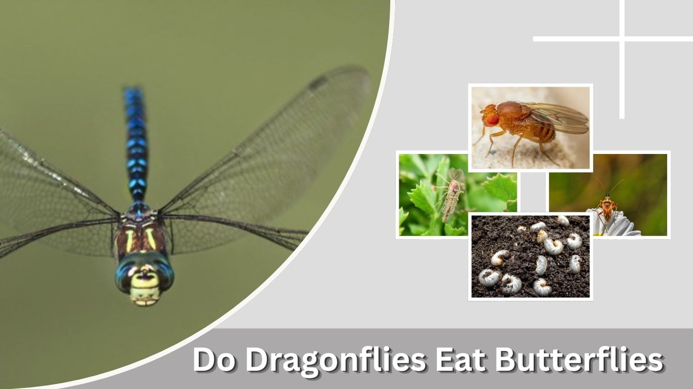 Do Dragonflies Eat Butterflies? Diet and Hunting Facts
