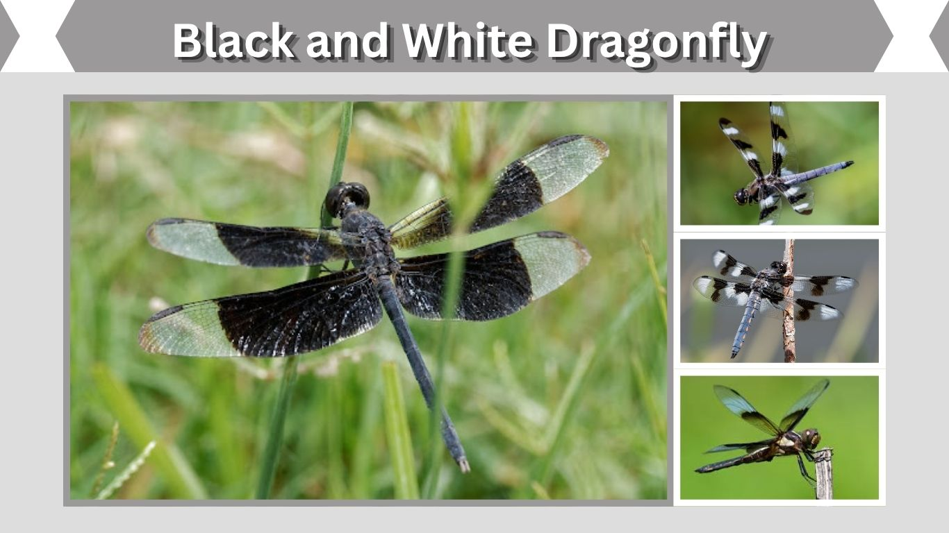 Black and White Dragonfly Identification and Meaning