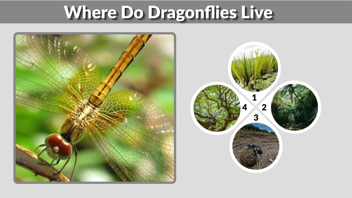 Where Do Dragonflies Live? Habitats Around the World