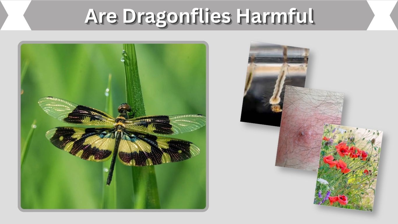 Are Dragonflies Harmful to Humans, Pets or Plants?