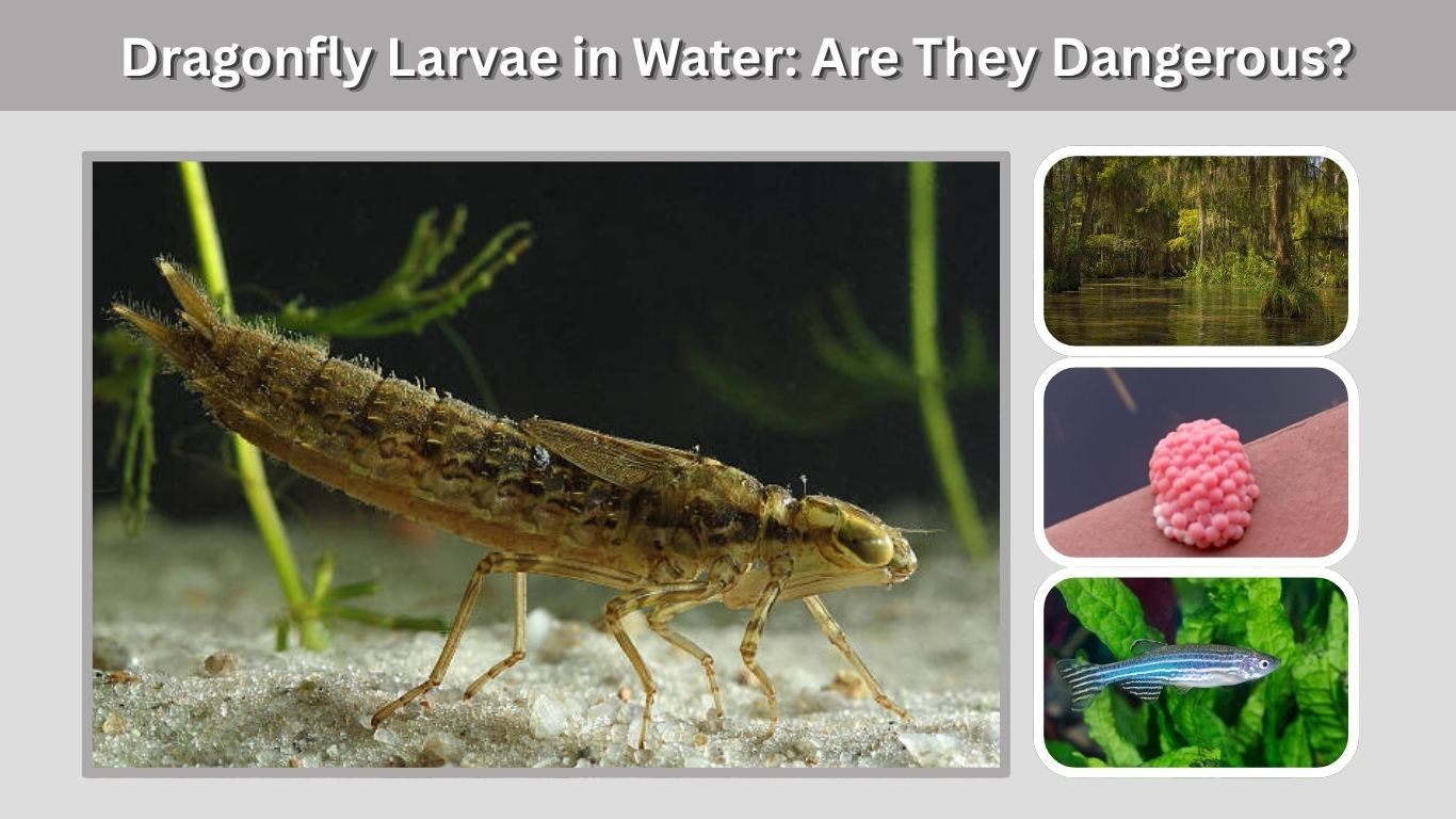 Dragonfly Larvae in Water: Are They Dangerous?
