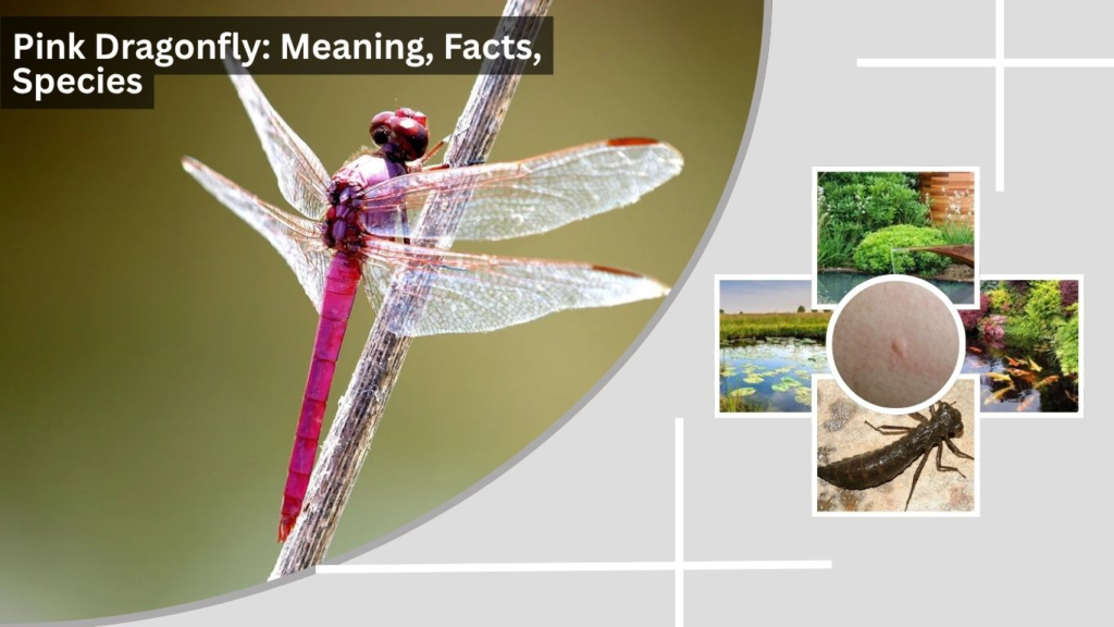 Pink Dragonfly: Meaning, Facts, Species, and Sightings