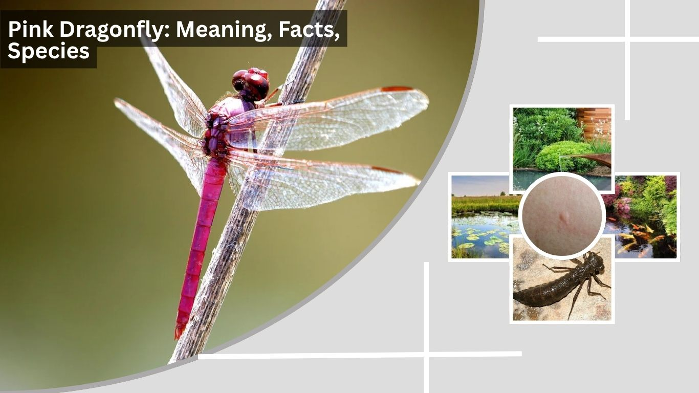 Pink Dragonfly: Meaning, Facts, Species, and Sightings