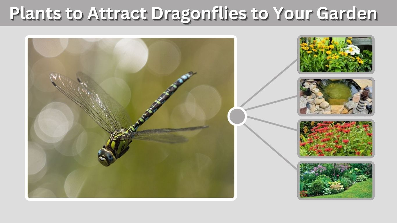 Plants to Attract Dragonflies to Your Garden Naturally