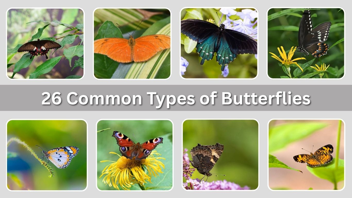 26 Common Types of Butterflies You Should Know