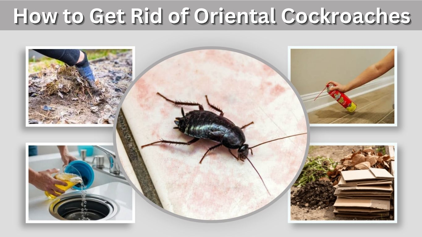 How to Get Rid of Oriental Cockroaches Step by Step