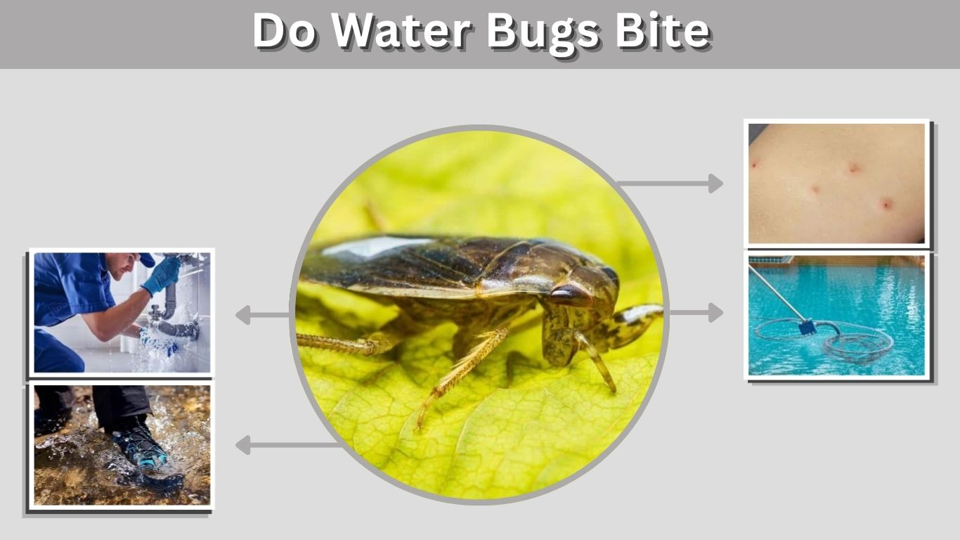 Do Water Bugs Bite? What Humans Should Know