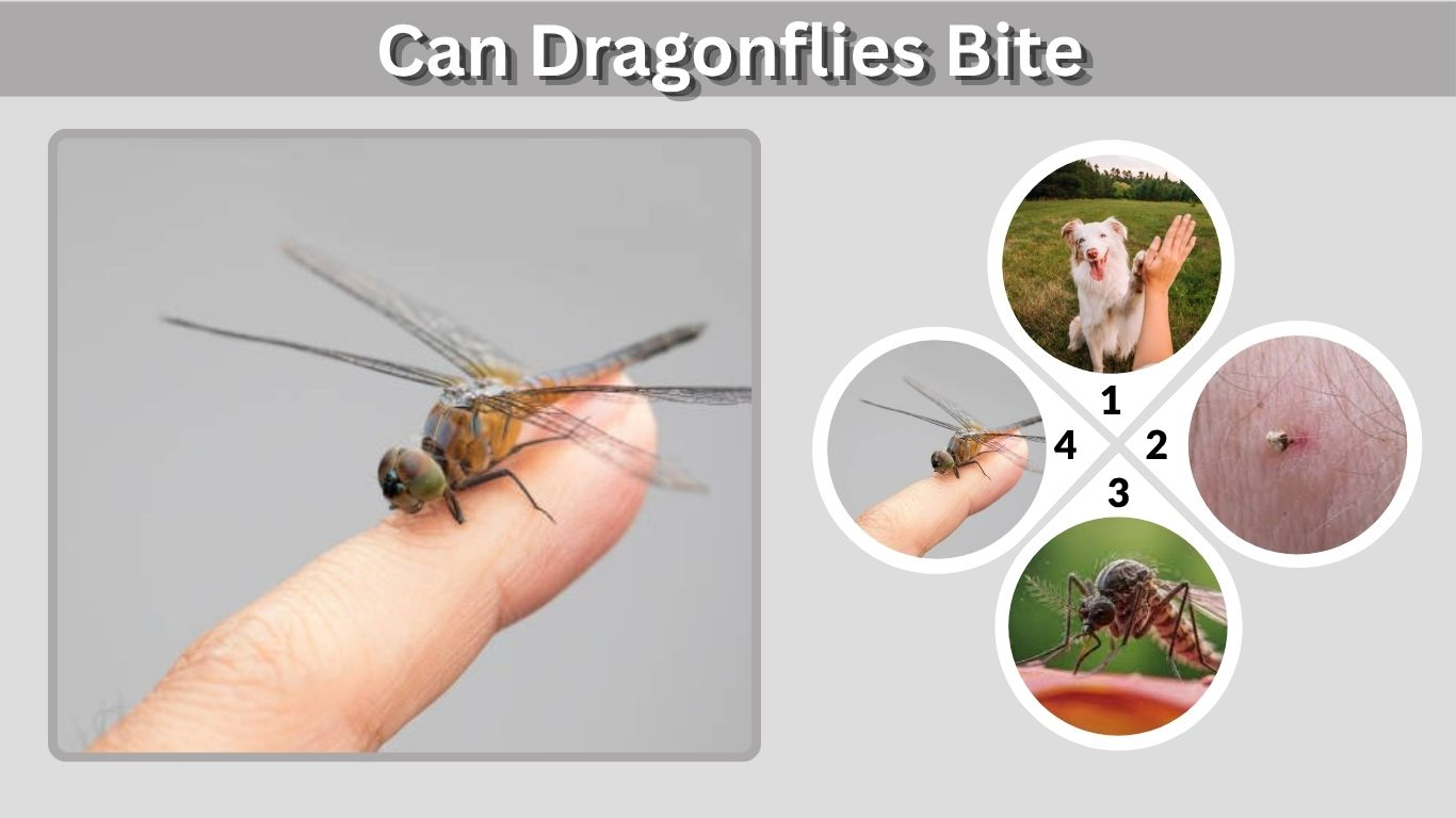 Can Dragonflies Bite? Do They Sting Humans, Dogs or Pets?