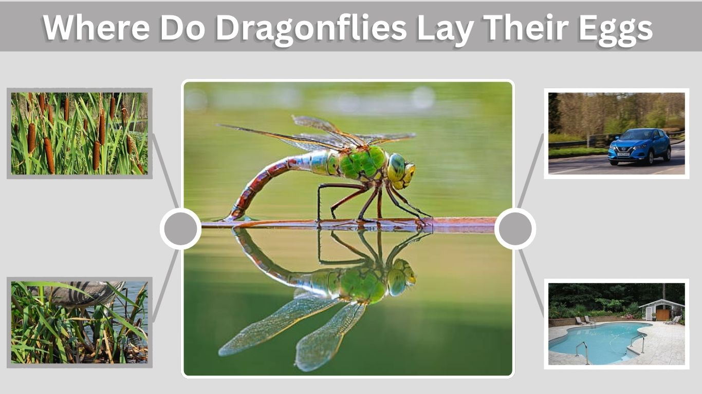 Where Do Dragonflies Lay Their Eggs? Egg Facts & Hatching Guide