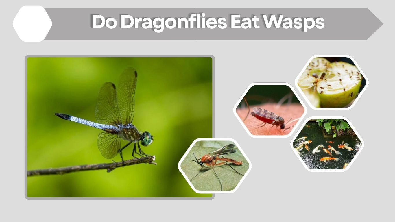 Do Dragonflies Eat Wasps? Diet and Hunting Facts