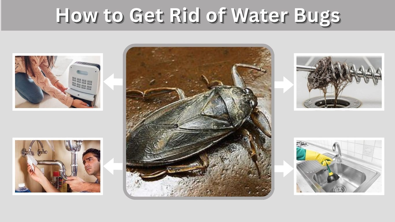 How to Get Rid of Water Bugs in Drains, Bathrooms and Kitchens