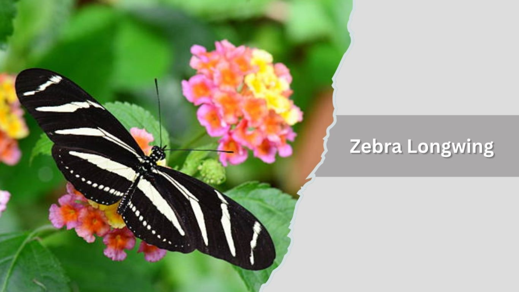 Zebra Longwing