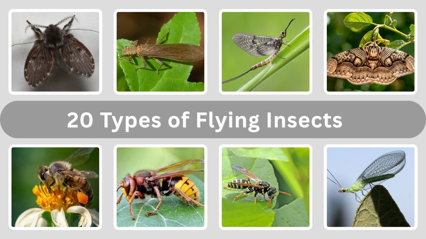 20 Types of Flying Insects Commonly Found Around Homes