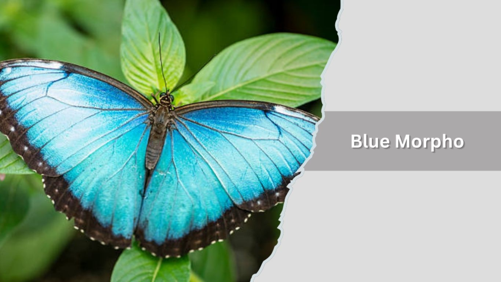 Blue Morpho