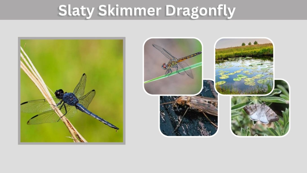 Slaty Skimmer Dragonfly: Identification, Habitat, and Facts