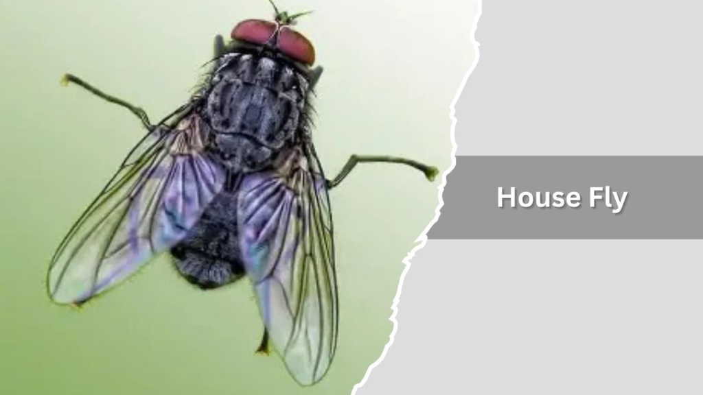 1. House Fly