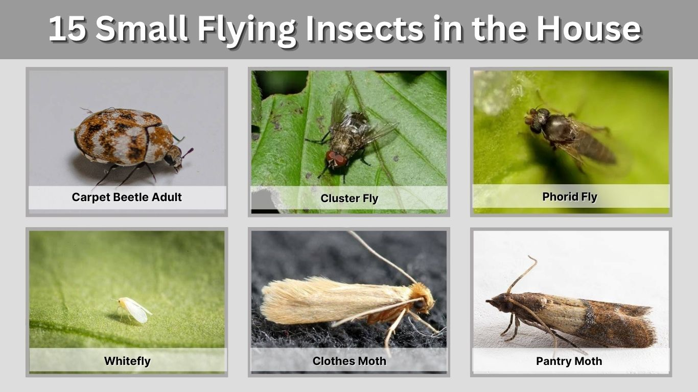 15 Small Flying Insects in the House: Identification with Pictures 