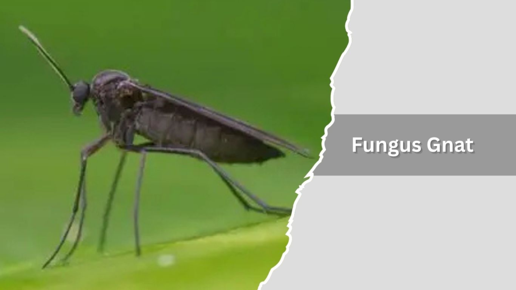 Fungus Gnat