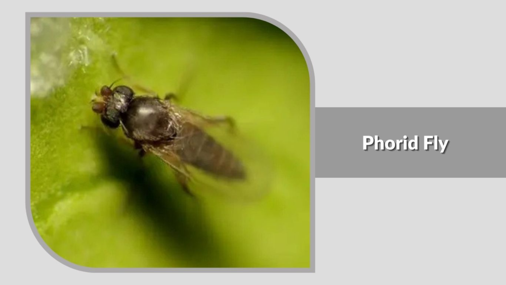 13. Phorid Fly