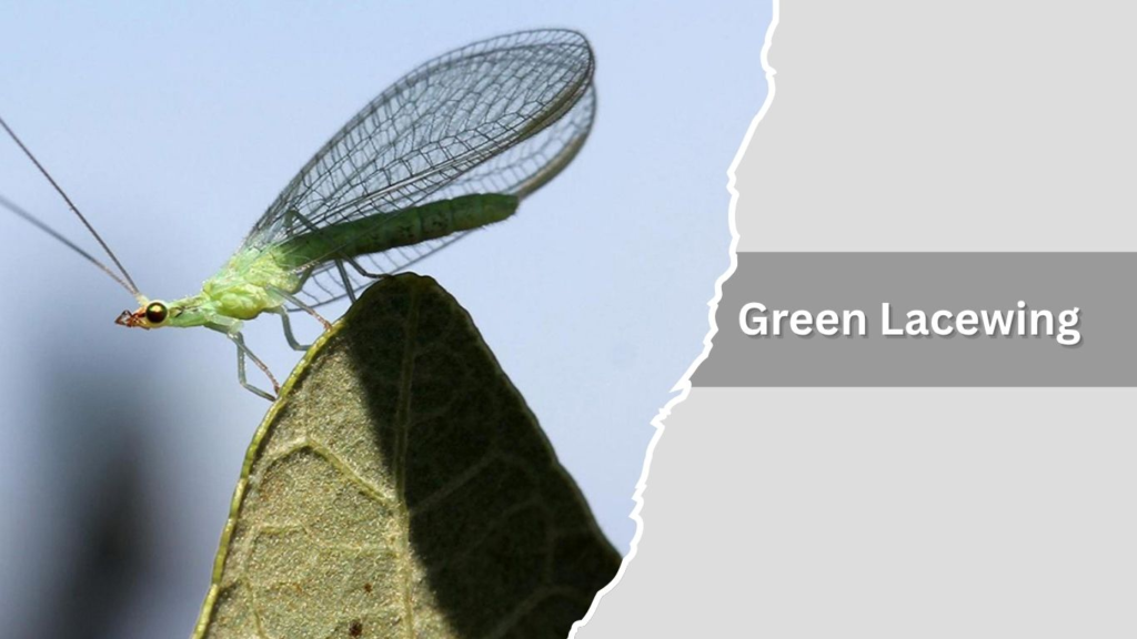  Green Lacewing