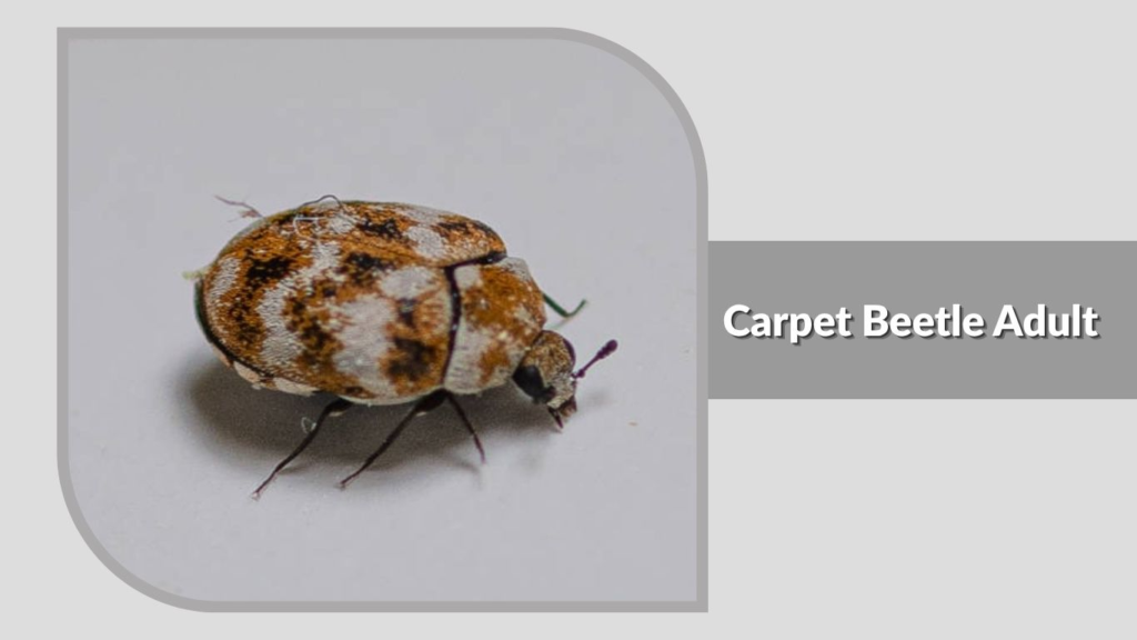 15. Carpet Beetle Adult