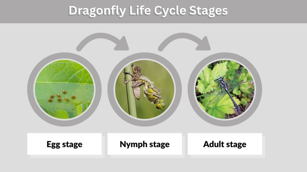 Dragonfly Life Cycle Stages
